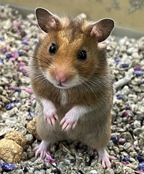 Hamster