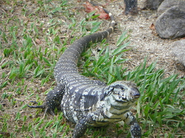 Lagarto_Teiú_réptil