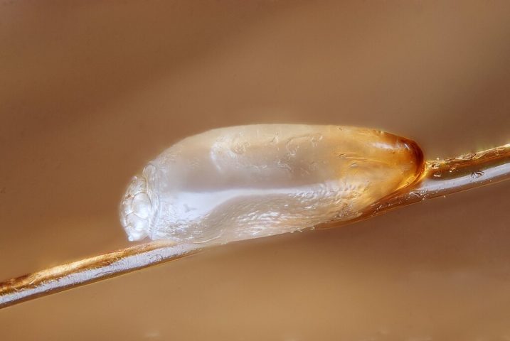 O ciclo de vida do piolho é dividido em três etapas: ovo (chamado de lêndea), ninfa e adulto. As lêndeas são pequenos ovos esbranquiçados que ficam firmemente presos à base do cabelo, próximas ao couro cabeludo.