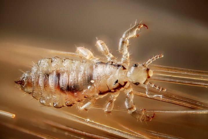 Eles também podem ser encontrados em outras áreas do corpo com pelos, como cílios e a região pubiana.