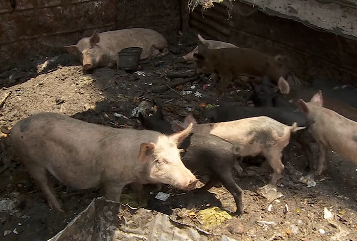 Por serem cristãos coptas, os Zabbaleen não podem criar, alimentar ou viver perto de porcos, um animal considerado "sujo", "impuro".