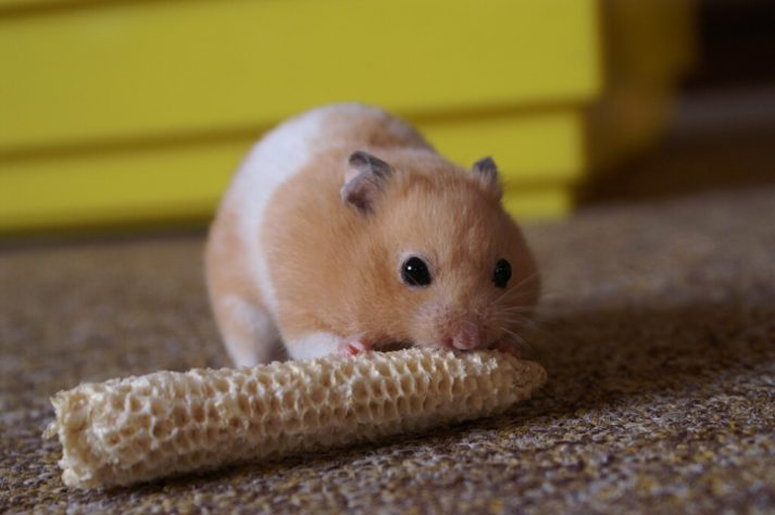 Hamster