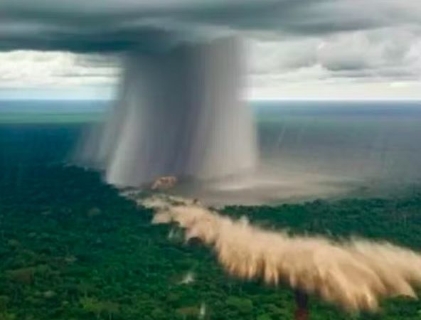 Fenômeno derruba árvores gigantes na Amazônia