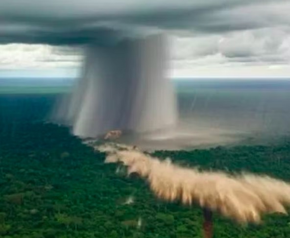 Microburst: entenda o fenômeno que derruba árvores gigantes na Amazônia