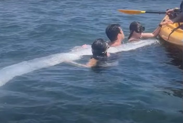 Peixe do juízo final aparece em praia da Califórnia