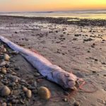 'Peixe do juízo final' apareceu novamente em praia da Califórnia, nos EUA