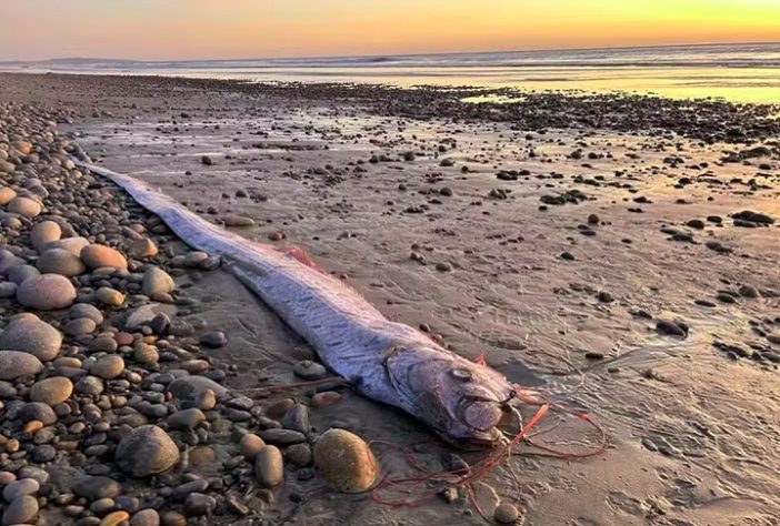 'Peixe do juízo final' apareceu novamente em praia da Califórnia, nos EUA
