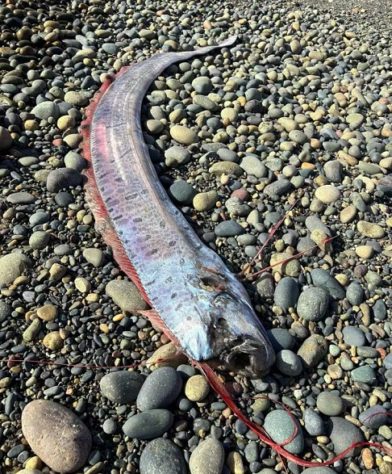 Peixe-remo peixe do juízo final encontrado em praia da Califórnia