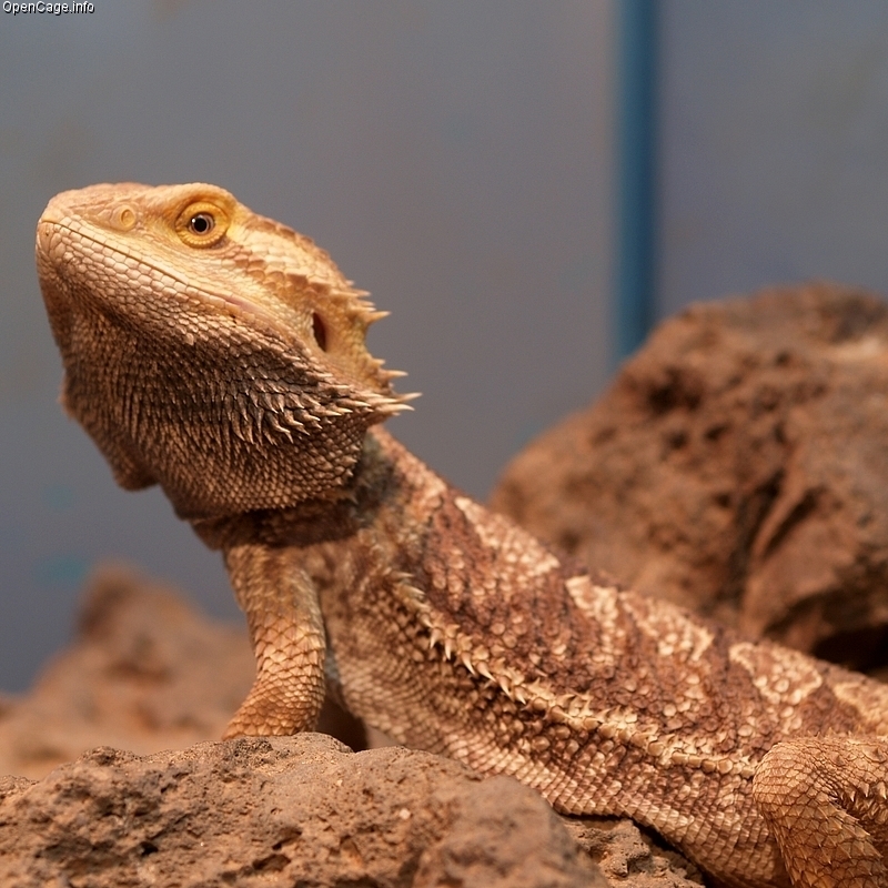 Ã? um dos lagartos mais populares como pet, pois tende a ser dÃ³cil, aceita o manejo humano e adapta-se bem ao cativeiro. Exige um terrÃ¡rio com iluminaÃ§Ã£o e temperatura controladas para simular seu habitat natural.