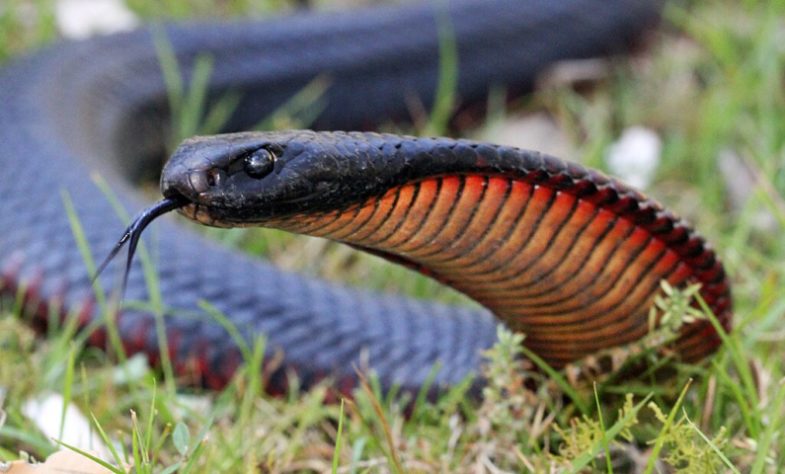 cobra-negra-de-barriga-vermelha (Pseudechis porphyriacus)