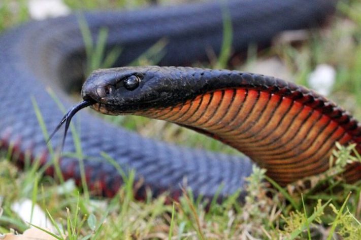 cobra-negra-de-barriga-vermelha (Pseudechis porphyriacus)