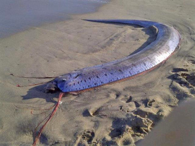 Peixe-remo peixe do juízo final encontrado em praia da Califórnia