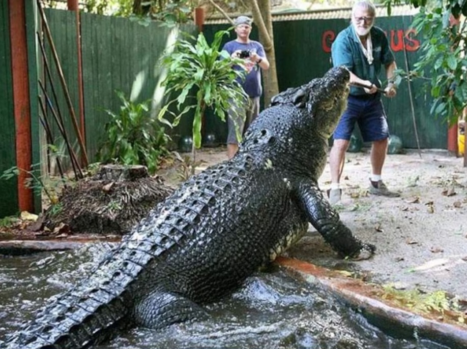 Maior crocodilo do mundo em cativeiro morre na Austrália; parque divulga imagem impressionante do espécime