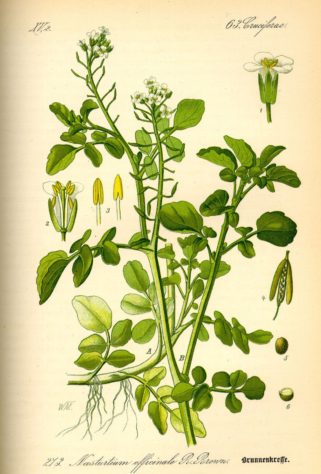 Agrião