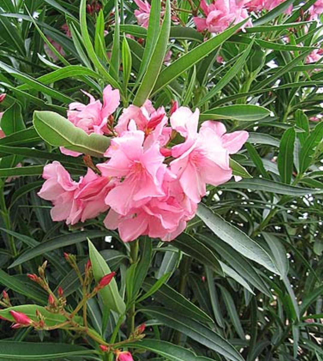 Espirradeira (Nerium oleander): Nativa do Mediterrâneo e da Ásia, é usada como ornamental em várias regiões. É altamente tóxica, podendo causar arritmias e morte se ingerida.

-Jean Tosti wikimedia commons 