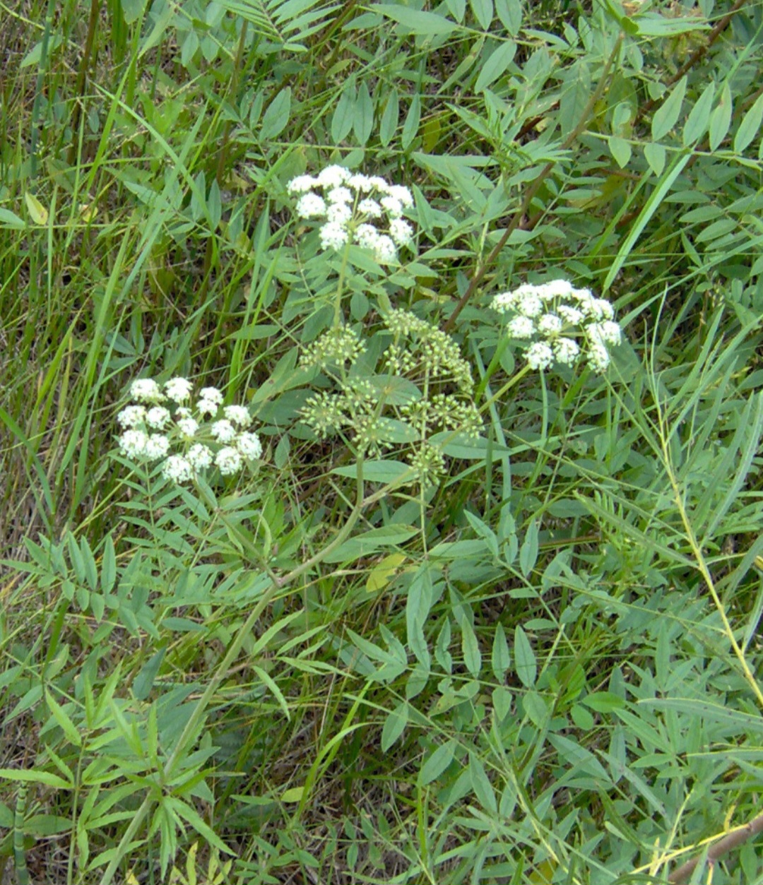 Cicuta (Cicuta virosa): Nativa da Europa e América do Norte, cresce em áreas úmidas. Contém cicutoxina, uma neurotoxina que causa convulsões e paralisia.
-SriMesh wikimedia commons 