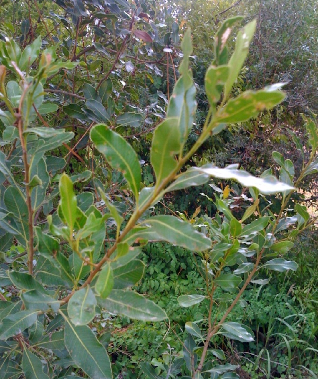 Aroeira-brava (Schinus terebinthifolia): Nativa da América do Sul, é encontrada em áreas tropicais. Seu contato pode causar dermatites e reações alérgicas severas.
-Furazaka wikimedia commons 