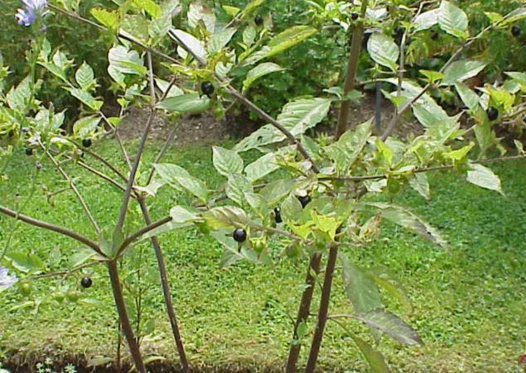Beladona (Atropa belladonna): Originária da Europa, África e Ásia, cresce em áreas temperadas. Contém alcaloides tropânicos que podem causar alucinações, paralisia e morte.
-Kurt Stüber wikimedia commons 