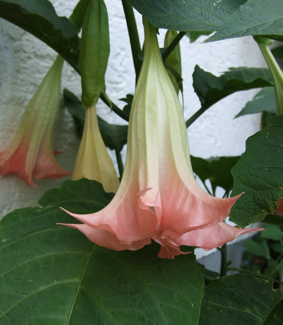 Trombeta-de-anjo (Brugmansia spp.): Nativa da América do Sul, é cultivada em várias regiões tropicais. Suas flores contêm escopolamina e atropina, que podem causar delírios e parada cardíaca.
-Dontworry wikimedia commons 
