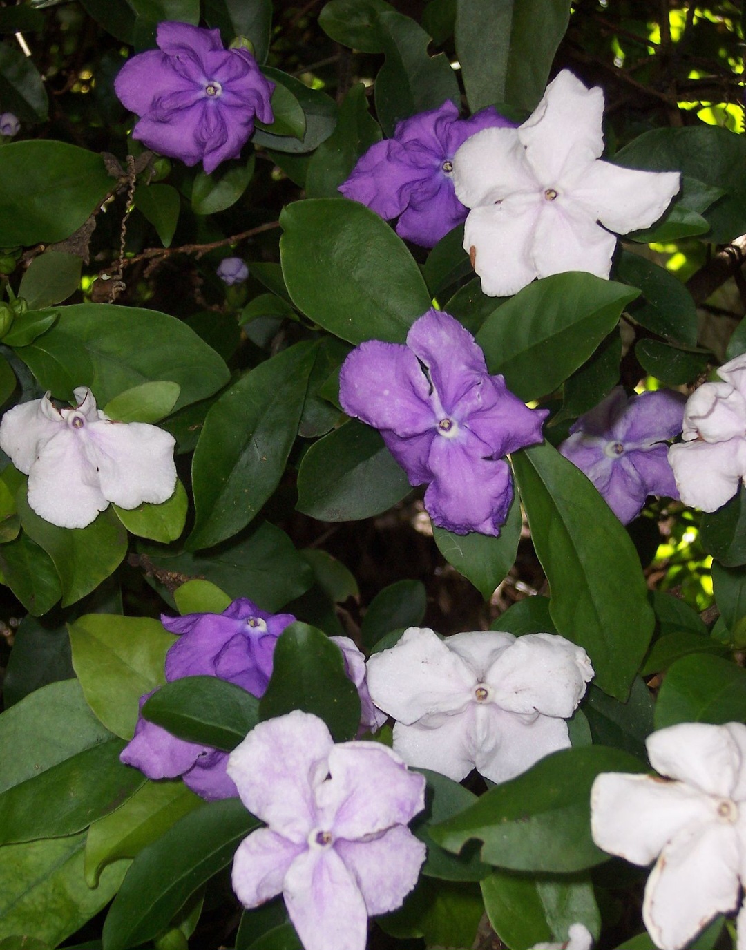 Manacá-de-jardim (Brunfelsia uniflora): Originária da América do Sul, é cultivada como ornamental. Possui toxinas que afetam o sistema nervoso, causando convulsões e vômitos.
-B.navez wikimedia commons