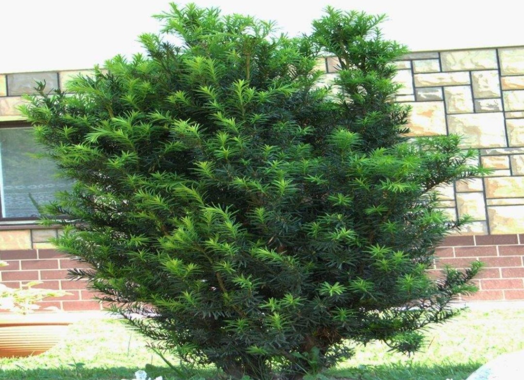 Teixo (Taxus baccata): Nativo da Europa, cresce em regiões temperadas. Todas as partes da planta, exceto o arilo, contêm taxina, uma toxina que pode causar parada cardíaca.
-Jerzy Opio?a wikimedia commons