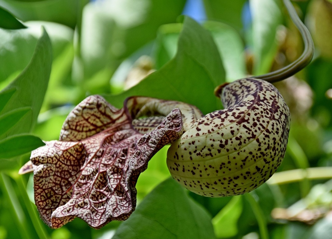 Abutua (Aristolochia cymbifera): Nativa da América do Sul, cresce em áreas tropicais. Contém aristoloquina, que pode causar danos renais severos e câncer.
-Krzysztof Golik wikimedia commons 