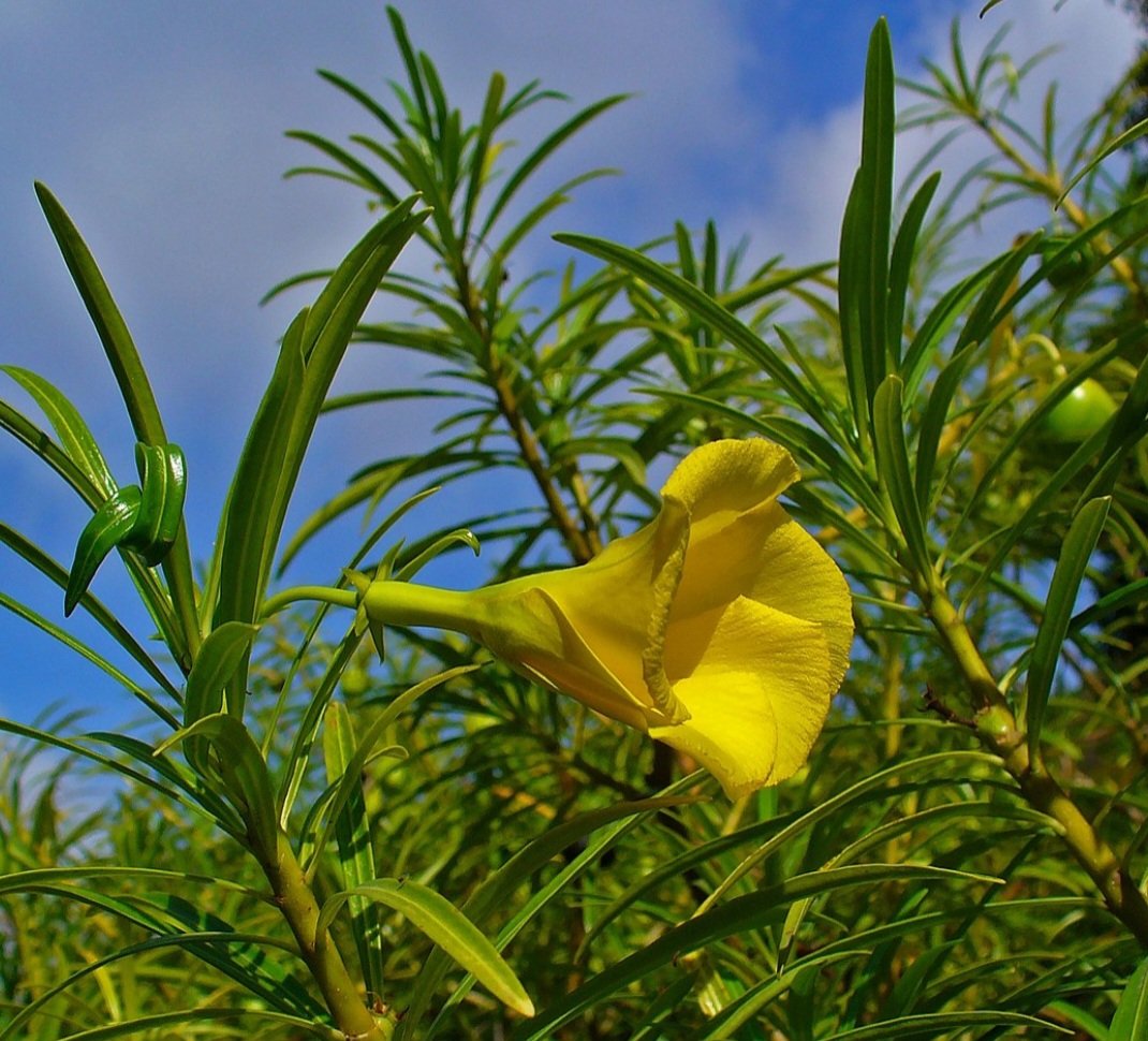 Oleandro-amarelo (Thevetia peruviana): Nativo da América Central e do Sul, é cultivado como ornamental. Suas sementes e látex são altamente tóxicos, podendo causar insuficiência cardíaca.-H. Zell wikimedia commons 