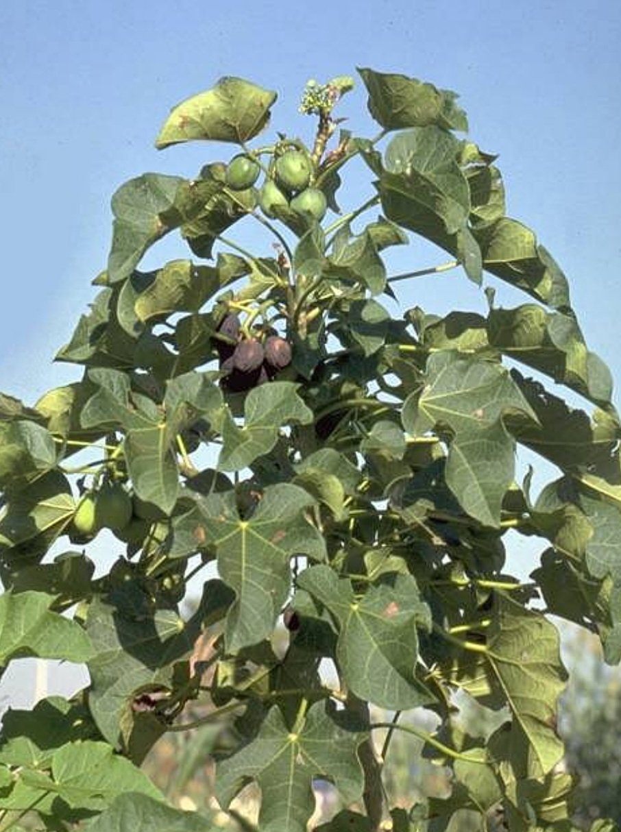 Pinhão-paraguaio (Jatropha curcas): Originário da América Central, é encontrado em áreas tropicais. Suas sementes contêm forbol, uma toxina que provoca vômitos e diarreia severa.
-R. K. Henning wikimedia commons