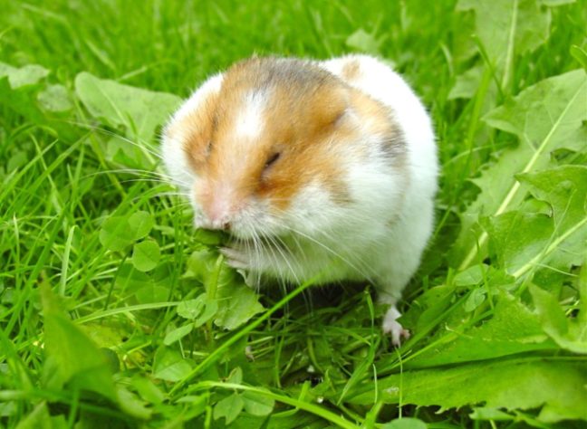 Hamster