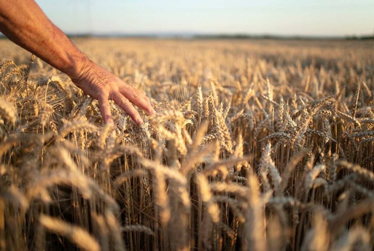 O cultivo de trigo exige temperaturas específicas em cada fase do ciclo de crescimento, o que significa que mudanças climáticas ou períodos de seca podem impactar negativamente a produtividade.