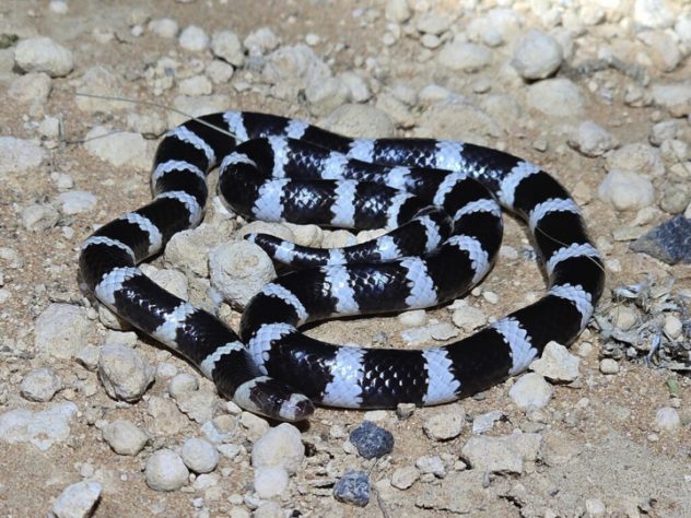 Cobra Bandy Bandy (Vermicella annulata)