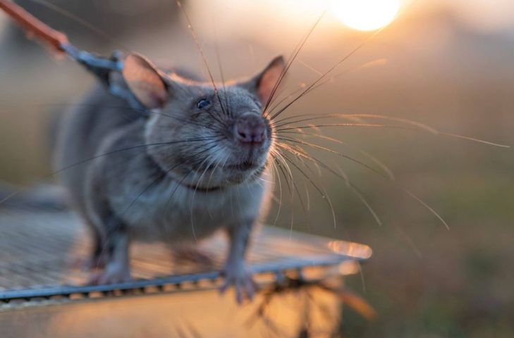 Pesquisadores treinam ratos gigantes para combater tráfico de animais silvestres - reprodução/instagram @herorats