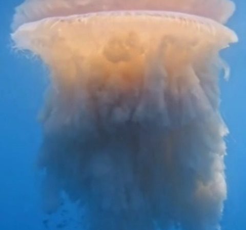 Água-viva gigantesca e rara surpreende no litoral do Brasil