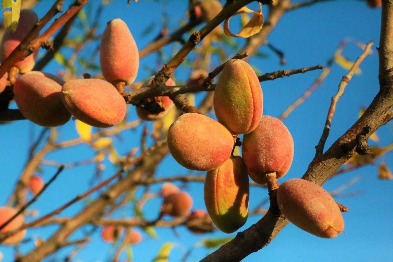 Amêndoas – O óleo extraído das sementes da amendoeira é altamente hidratante e suavizante. O óleo de amêndoas doces está presente em loções corporais, óleos para massagem e cremes para gestantes.
-Imagem de ekrem por Pixabay