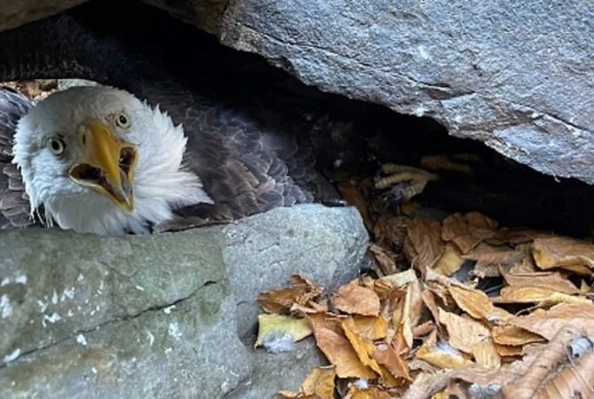 Alpinista salva casal de águias em parque americano