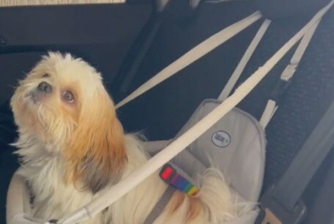 Transporte de animais domésticos: saiba as exigências da lei
