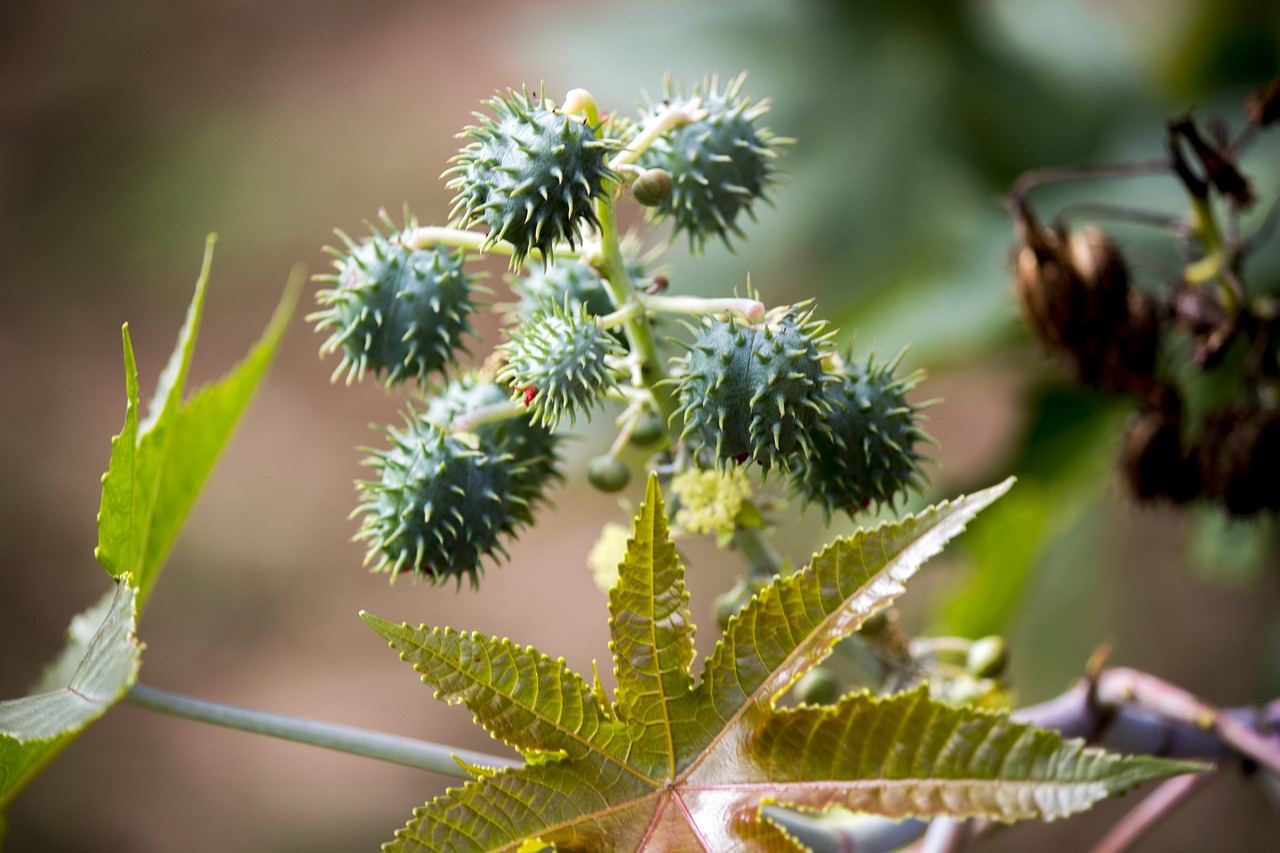 Mamona (Ricinus communis): Originária da África, cresce em áreas tropicais e subtropicais. Suas sementes contêm ricina, uma toxina letal que pode causar falência de órgãos.
-Imagem de João por Pixabay