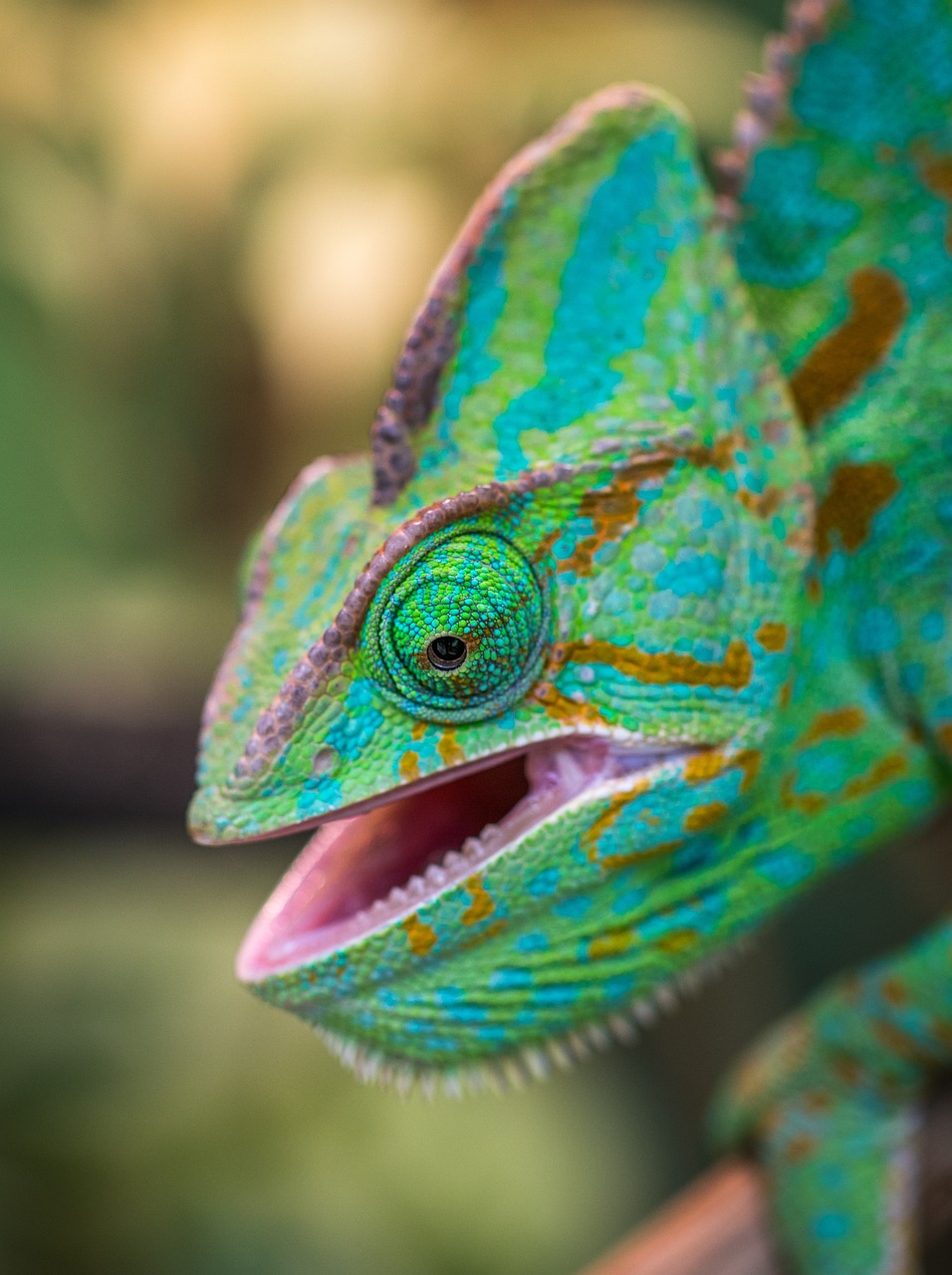 No Brasil, a posse de camaleões como animais de estimação é regulamentada pelo Instituto Brasileiro do Meio Ambiente e dos Recursos Naturais Renováveis (IBAMA). Para adotar legalmente, é necessário obter autorização. 