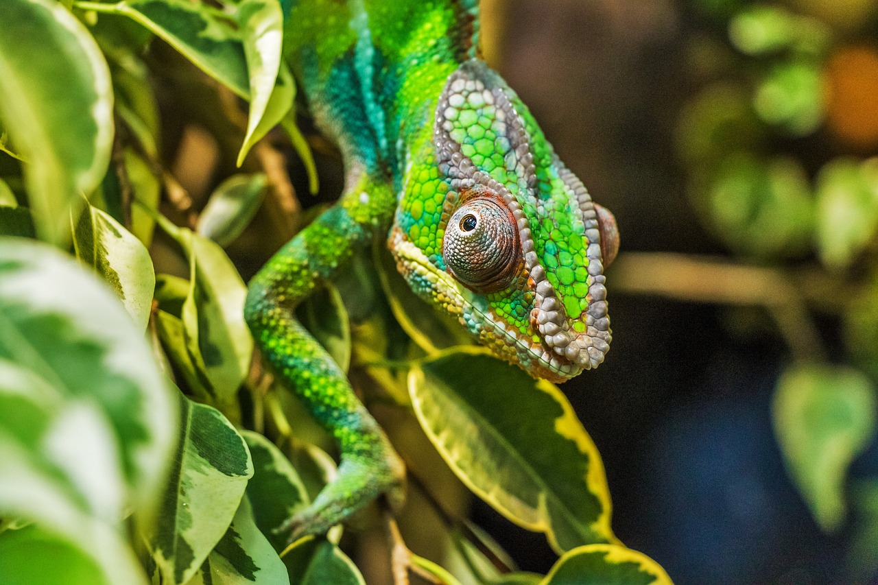 Uma das características desses animais que mais chamam atenção é a sua capacidade de mudar de cor, o que lhes permite camuflar-se no ambiente (mimetismo).