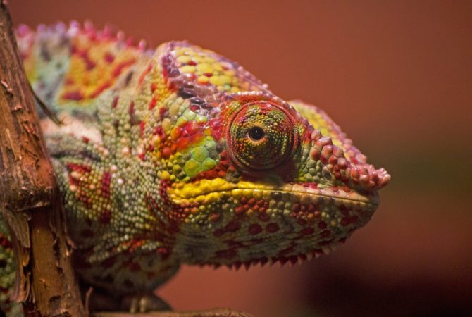 Camuflagem e olhos independentes: camaleão impressiona pelo mimetismo