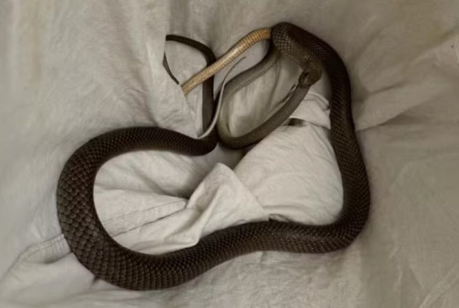 Veja um raro flagrante de canibalismo entre cobras-marrons; entenda