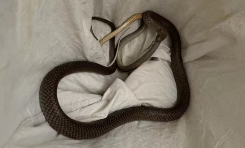 Cobra-marrom