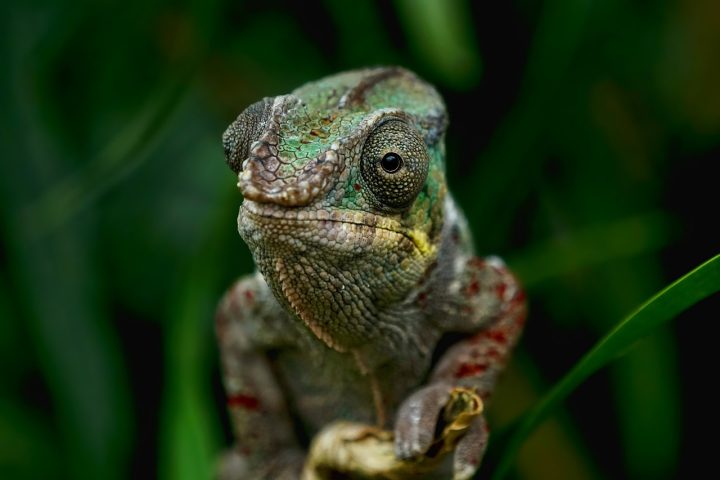 Na Amazônia e na Região Nordeste do Brasil, o lagarto conhecido como iguana (Iguana iguana) é por vezes chamado de camaleão, embora pertença a uma família diferente (família Iguanidae).