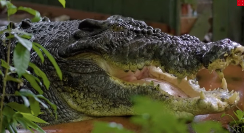 Morre o maior crocodilo do mundo; saiba curiosidades desses animais aterrorizantes