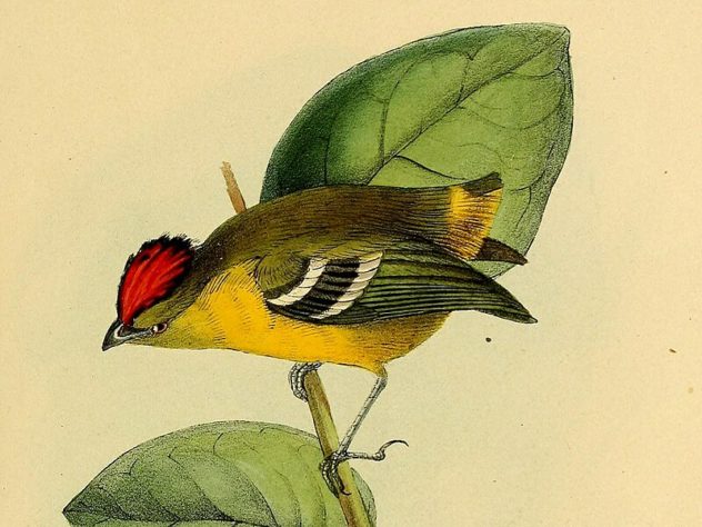 Aves em extinção