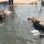 Elefantes de espécie ameaçada perderam filhotes em zoológico da Inglaterra