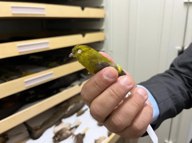 Aves em extinção