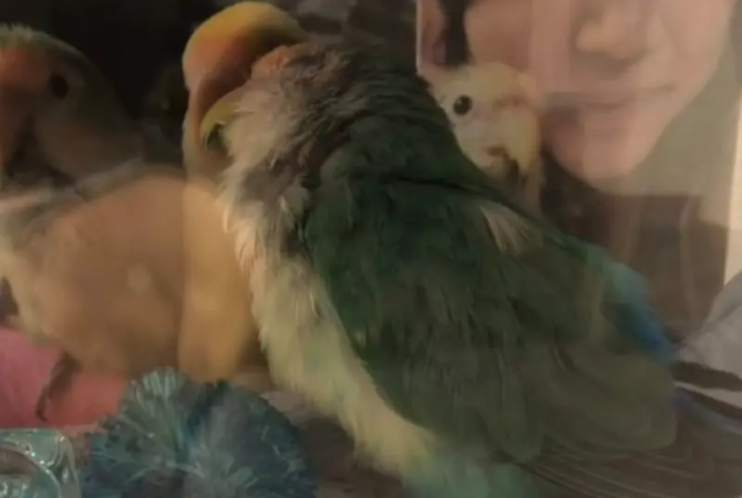 Pra quem não viu: Passarinha viúva passa a dormir com a foto do ex-companheiro