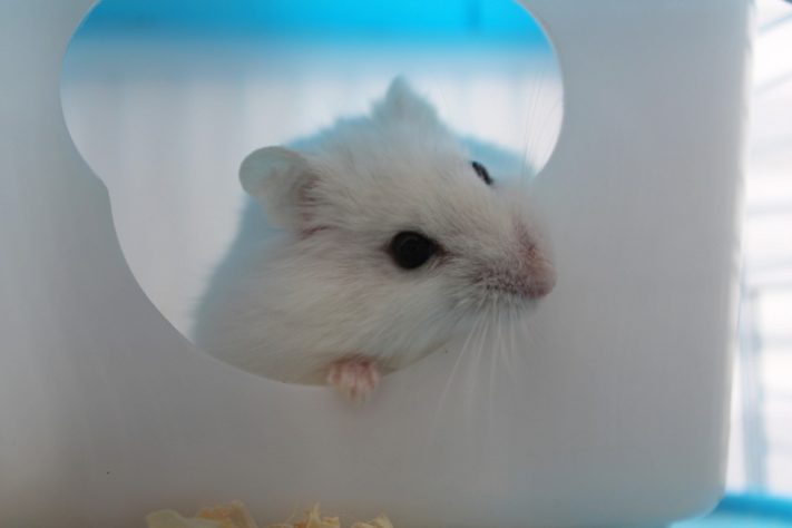 Hamster