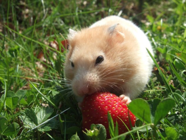 Hamster